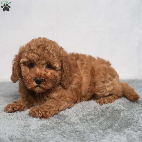 Quest, Cavapoo Puppy